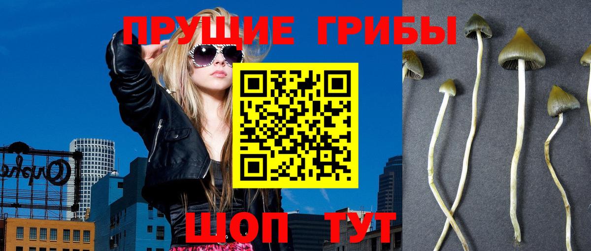 Галлюциногенные грибы GOLDEN TEACHER  Галлюциногенные грибы прущие грибы  даркнет сайт  Красноярск  Вход с VPN 